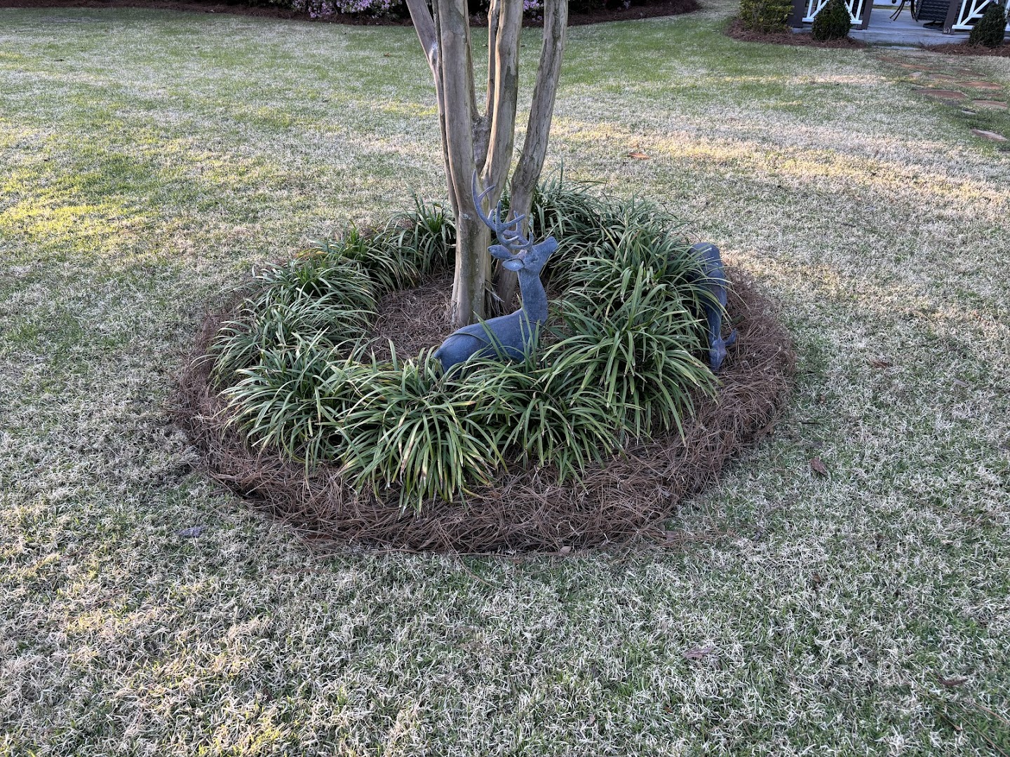 Mulched tree ring with irrigation, Cape Fear coast NC