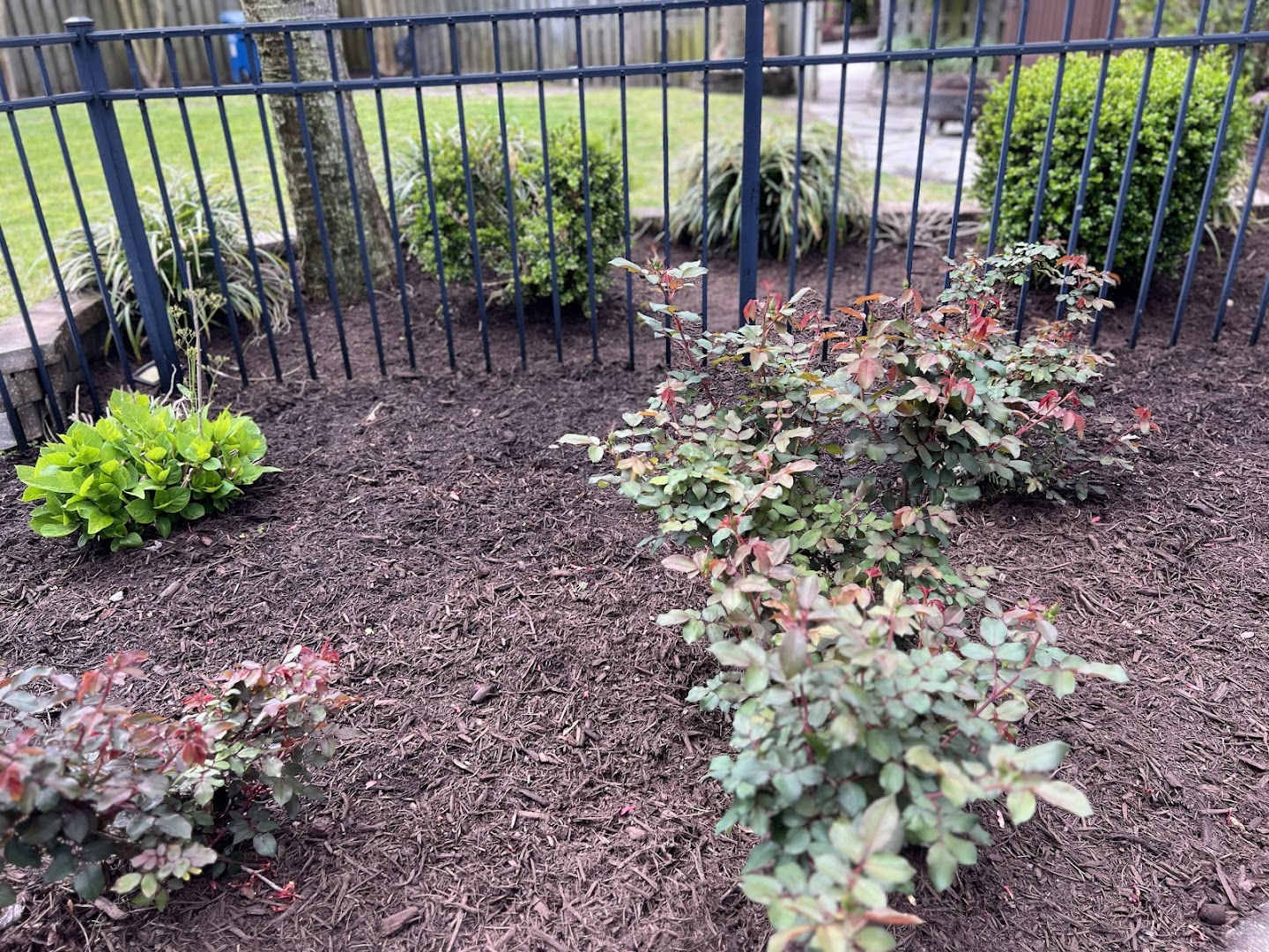 Irrigated planting bed with fresh shrubs, Wilmington NC