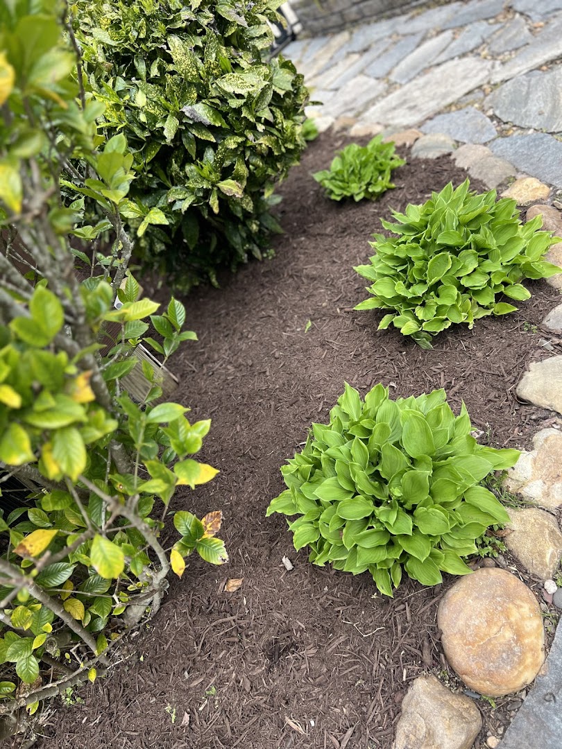 Freshly planted and watered shrub bed, Wilmington NC